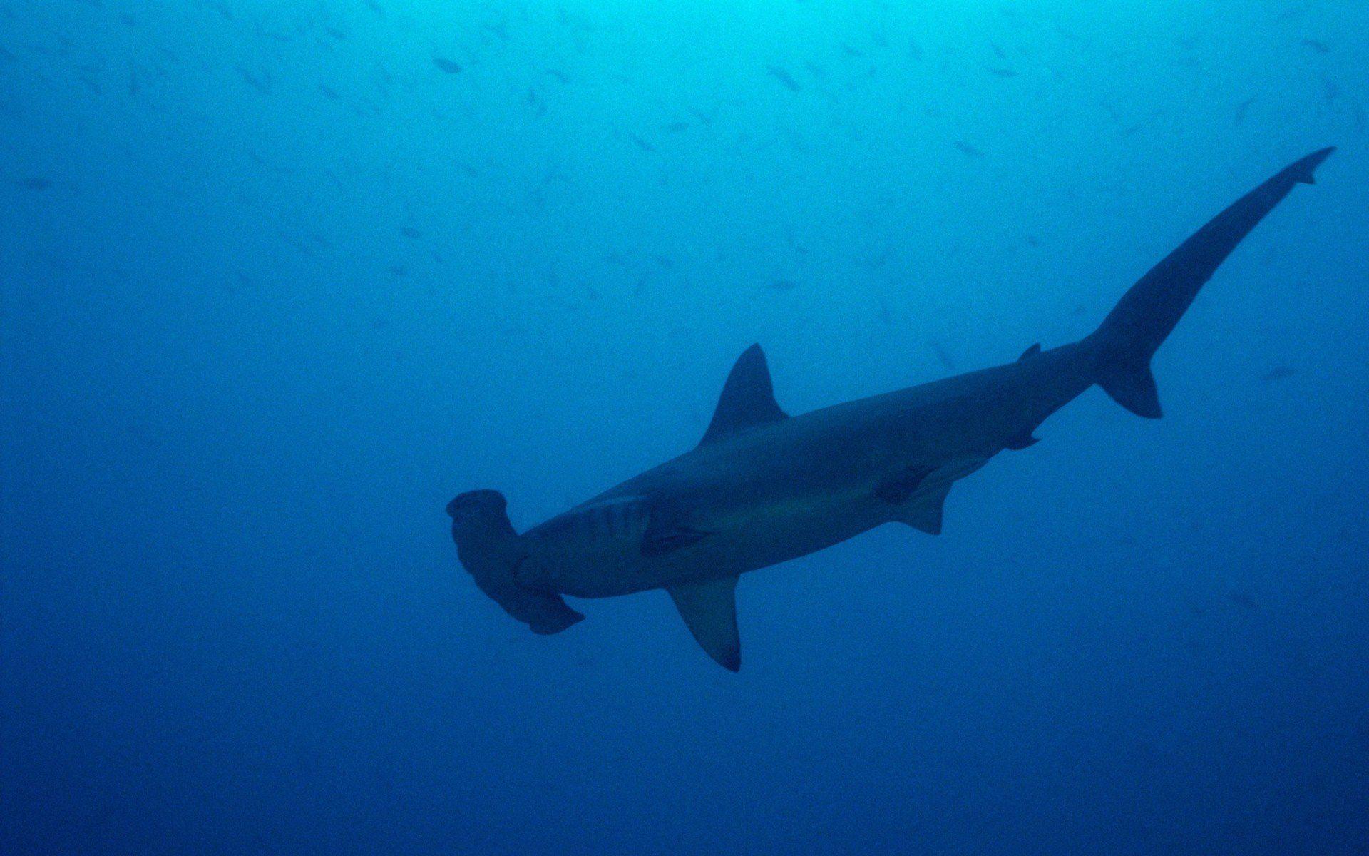 Hammerhead Shark Wallpaper HD