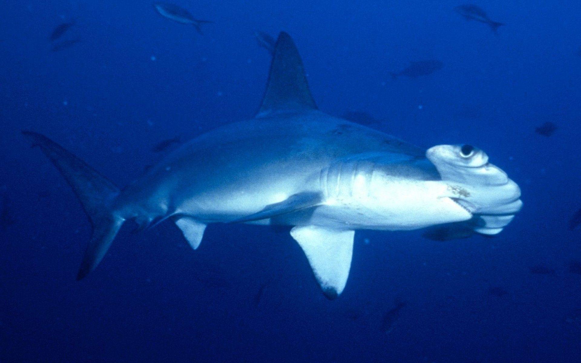 21386) Hammerhead Shark Photo Wallpaper