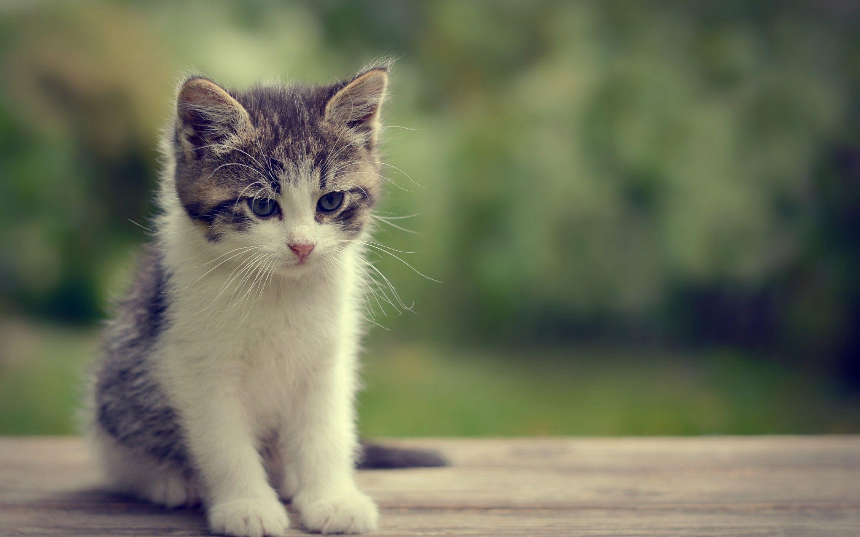 Cute Baby Cats Wallpaper