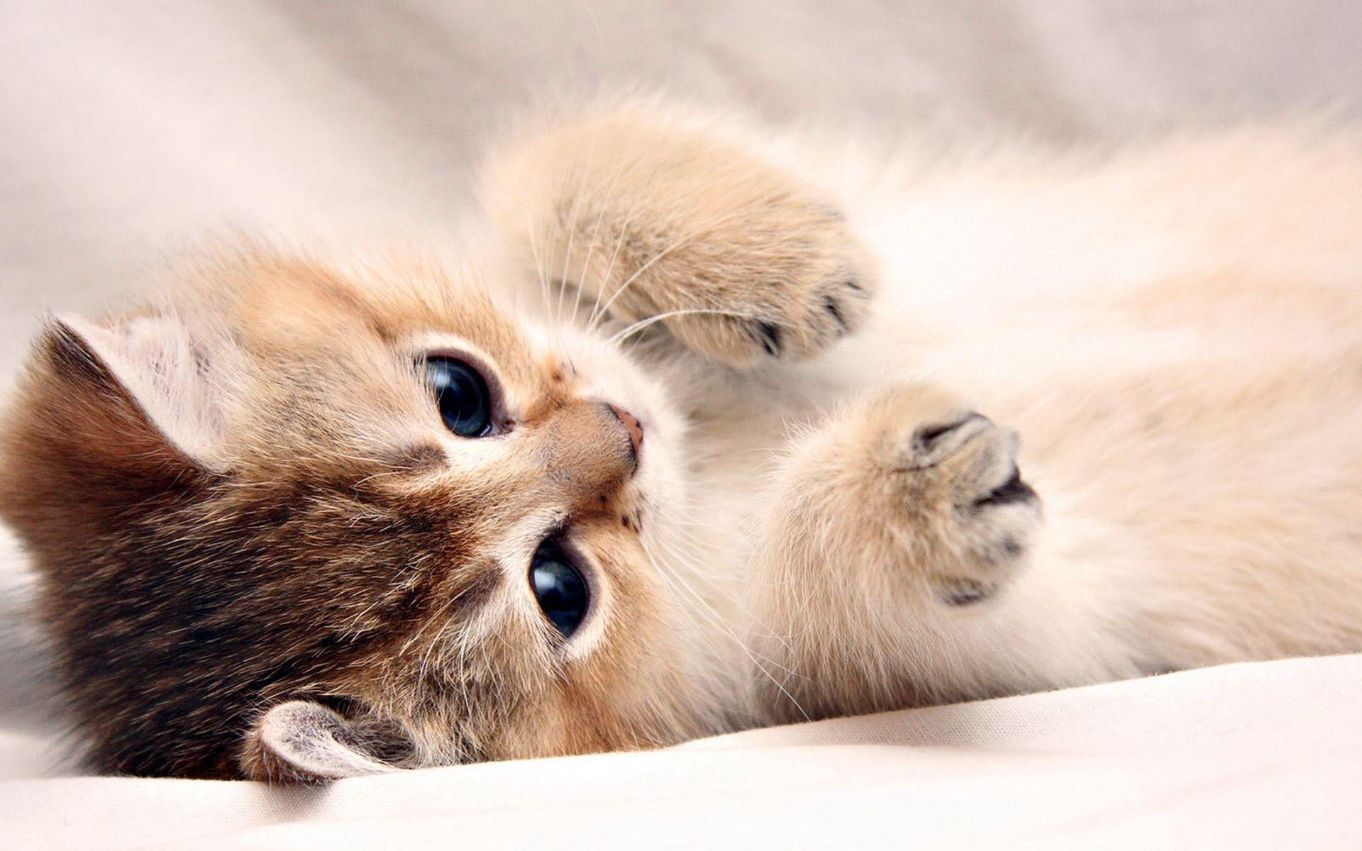 Baby Cat Wallpaper 30567 1920x1200 px