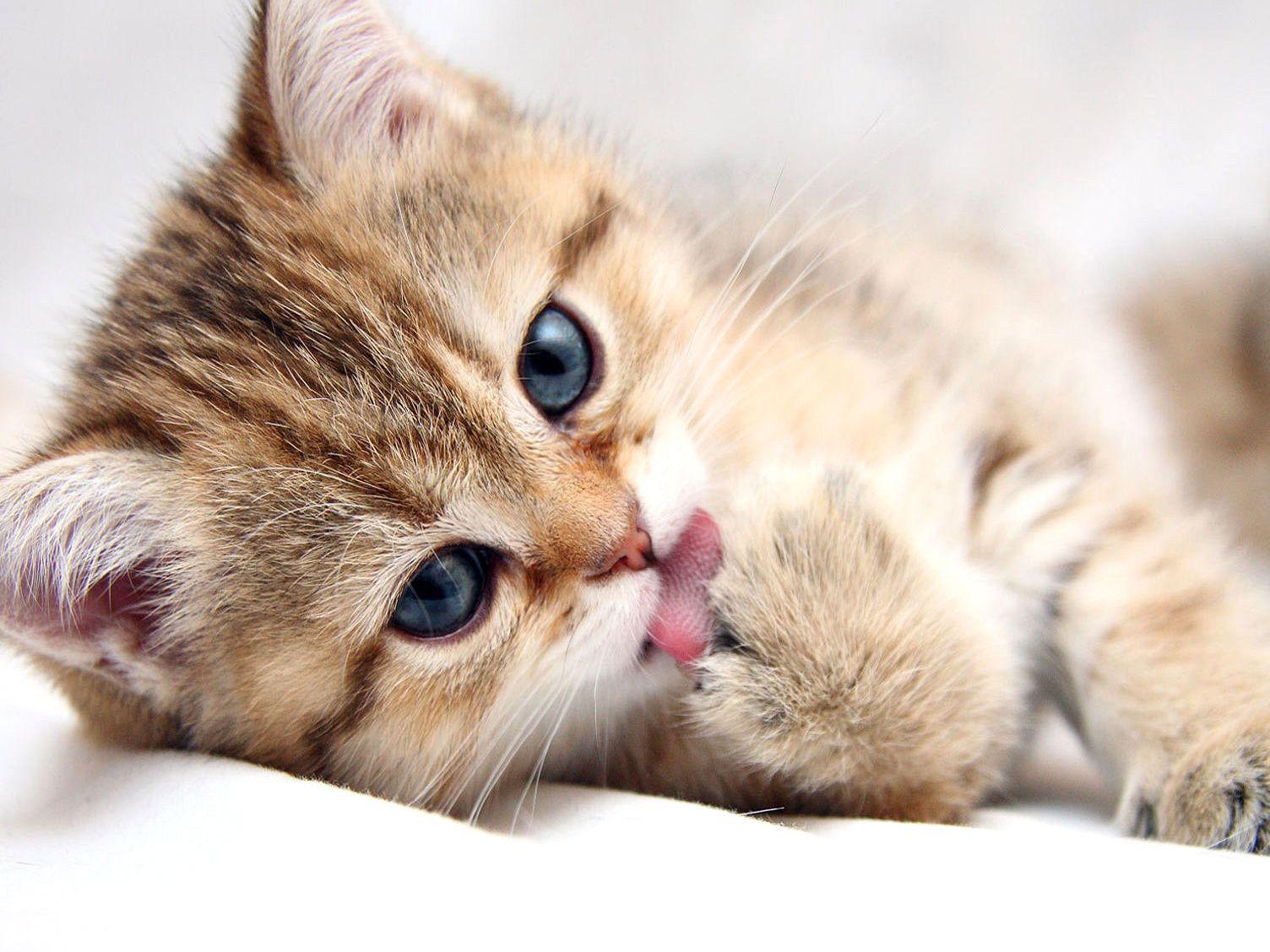 Baby Cats Wallpapers - Wallpaper Cave