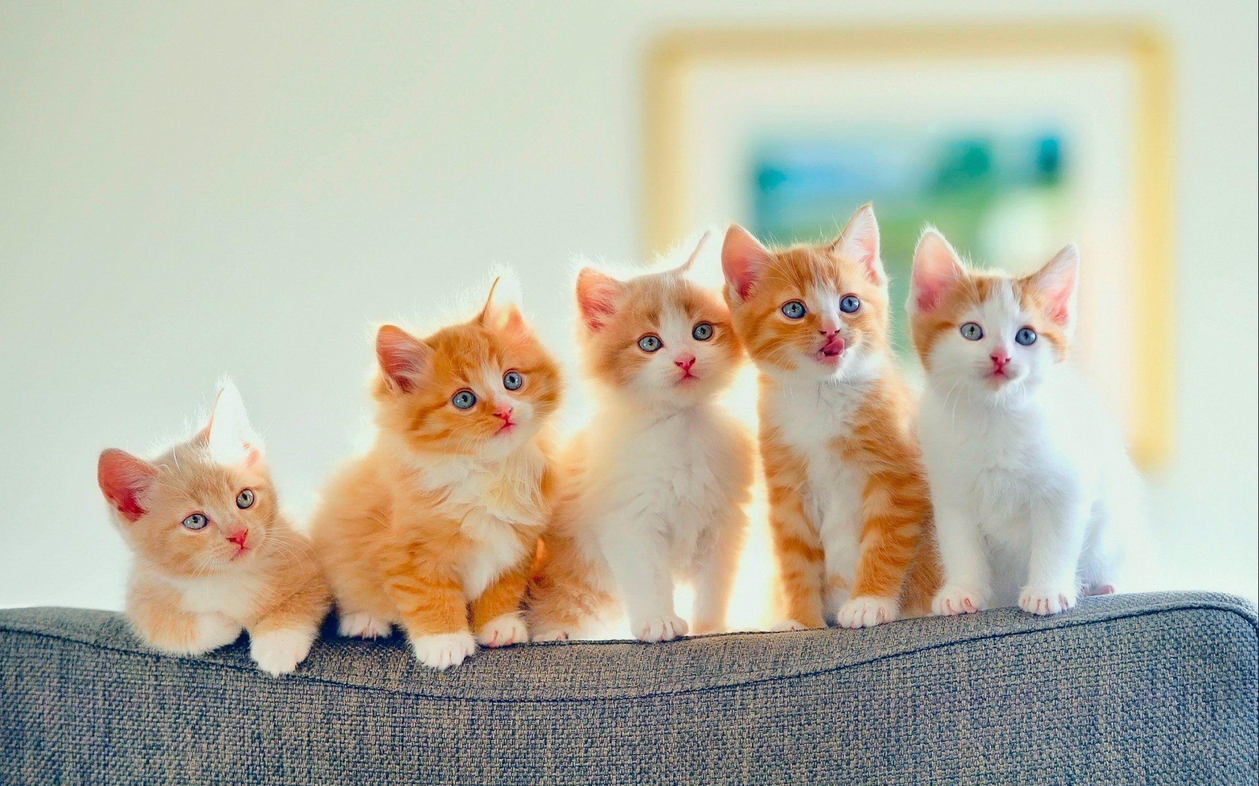 Cute Baby Cats Wallpaper 1080p with High Resolution Wallpaper