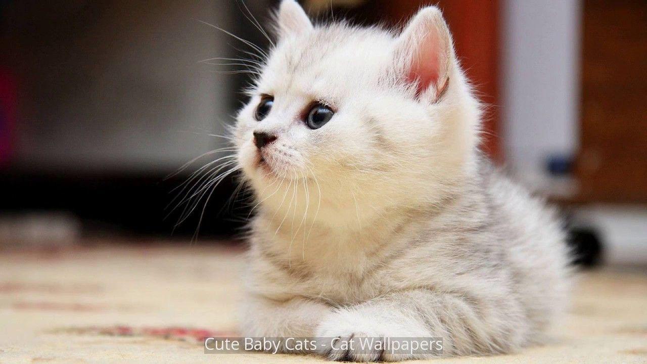 Cute Baby Cats Wallpapers Wallpaper Cave