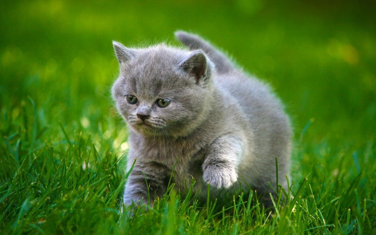 Baby Cat live wallpaper Apps on Google Play