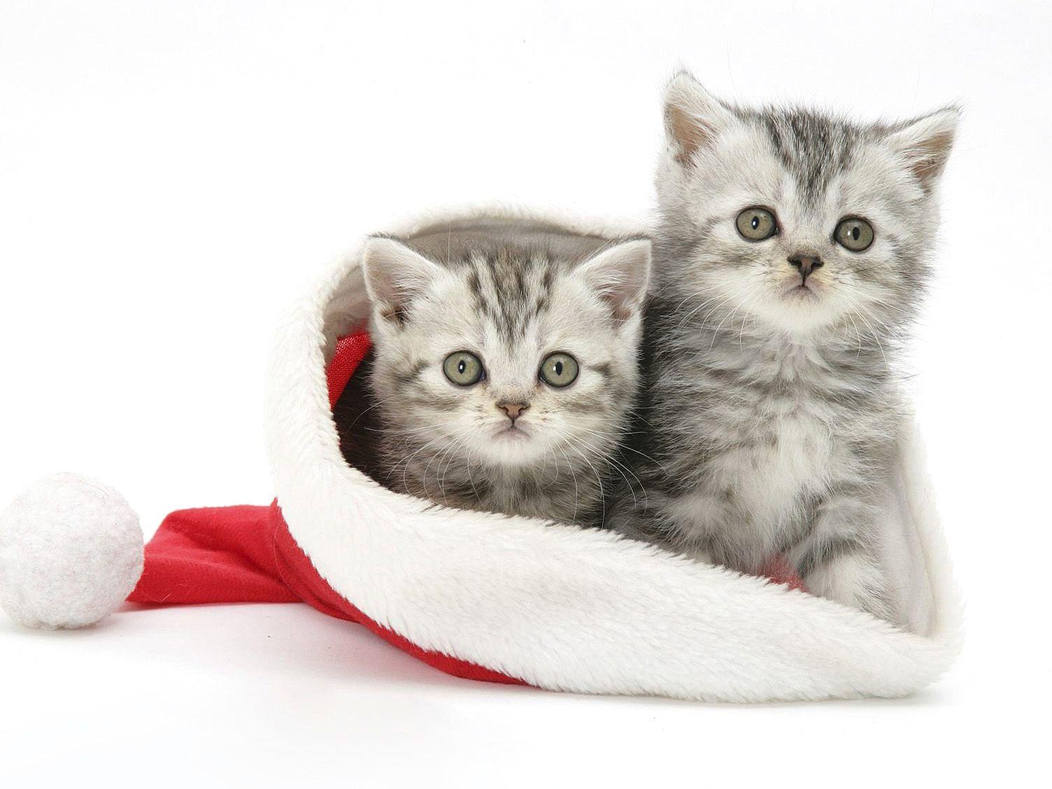 Two, Cats, In, Santa, Hat, HD Cat Wallpaper, Kittens, Puffy Cats