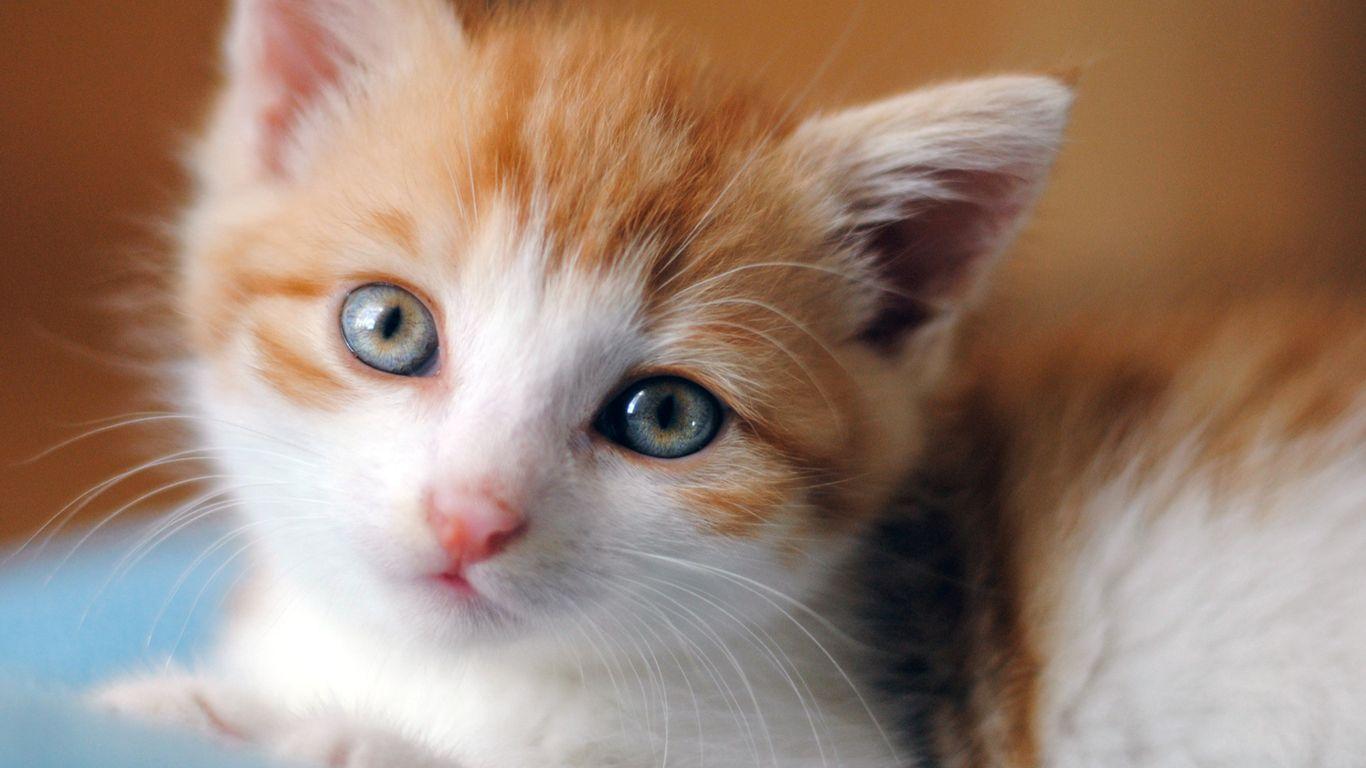 cute cat wallpaper free download Collection
