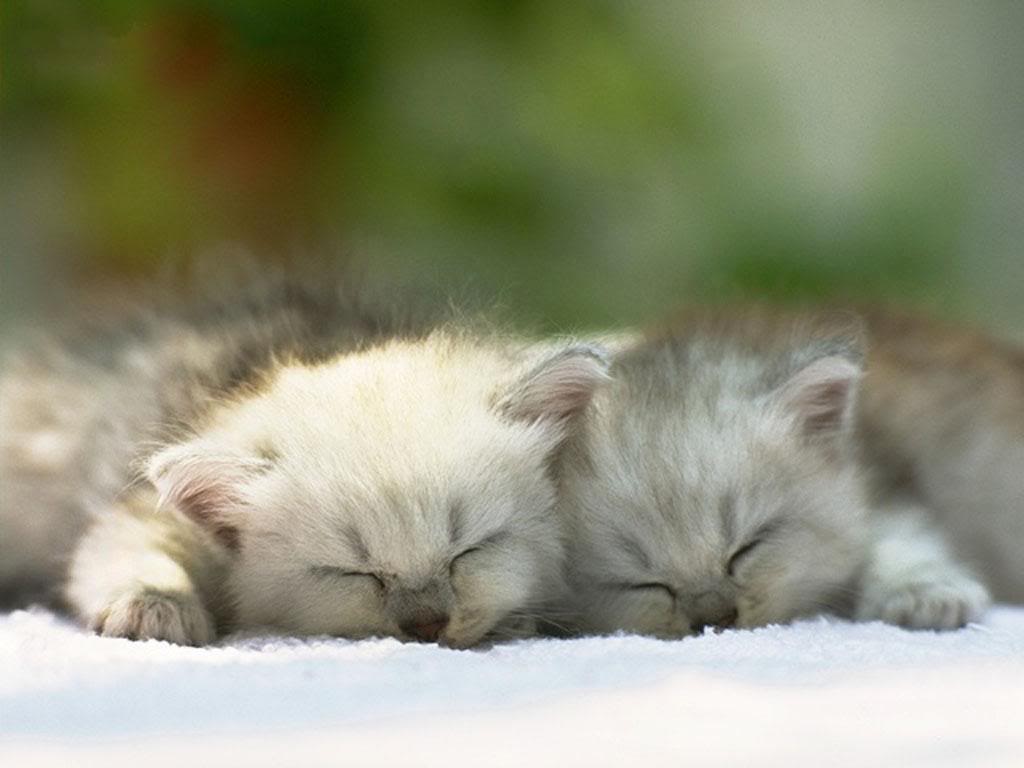 that's realy cute :{) Just look at them. KITTIES AND more