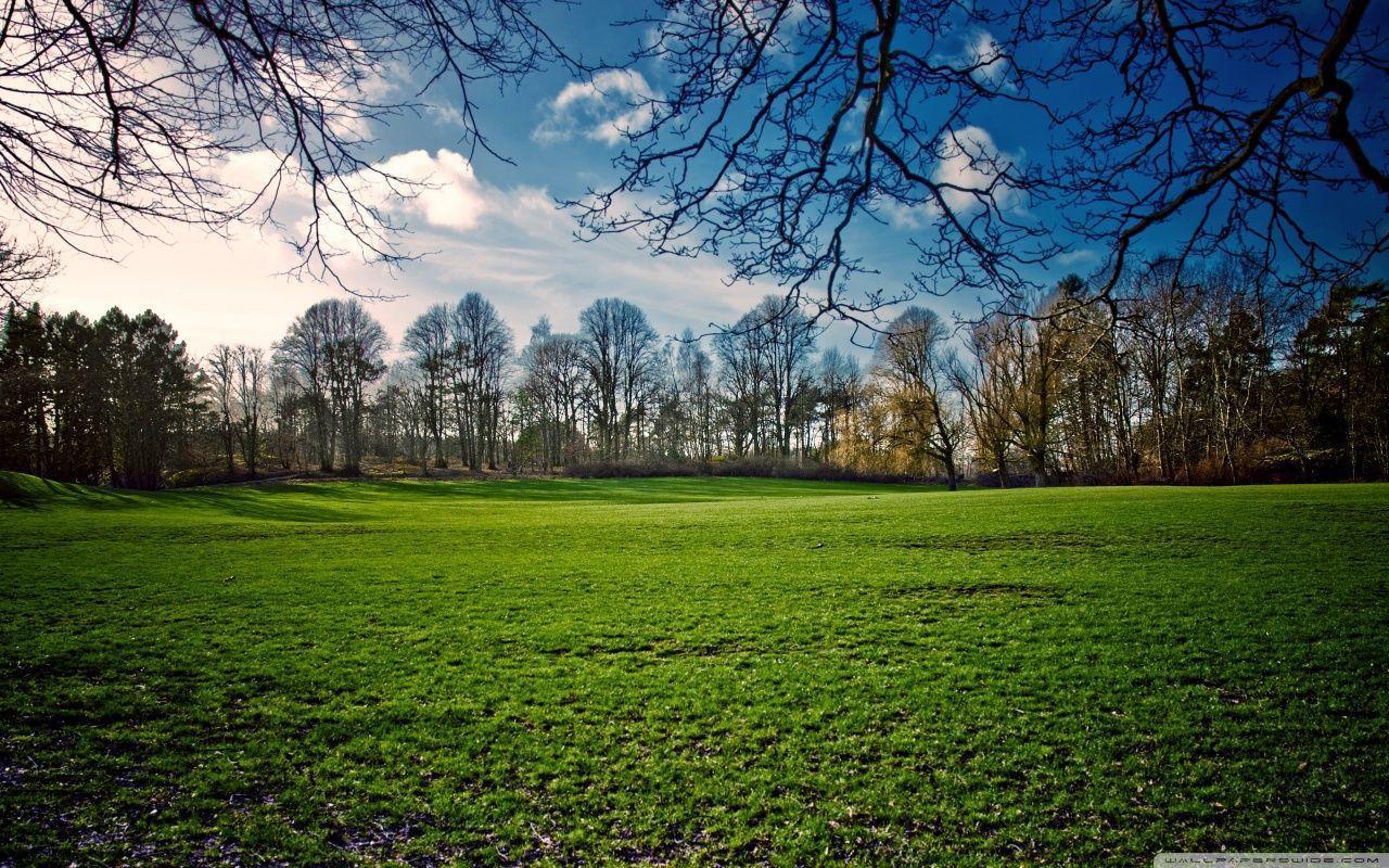 Beautiful Meadow, Spring HD desktop wallpaper, Fullscreen