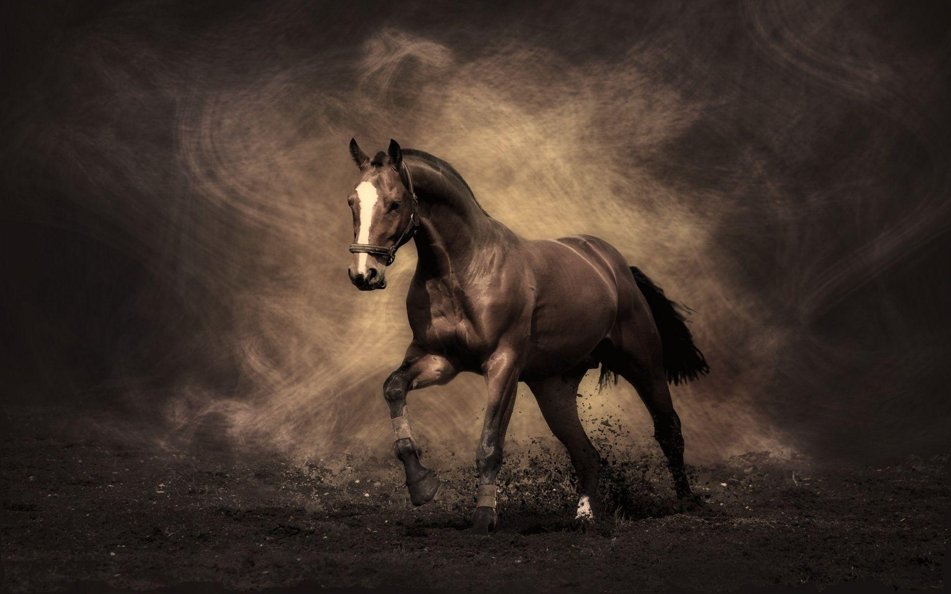Stallion, Mustang, Horse Wallpaper and Picture, Photo