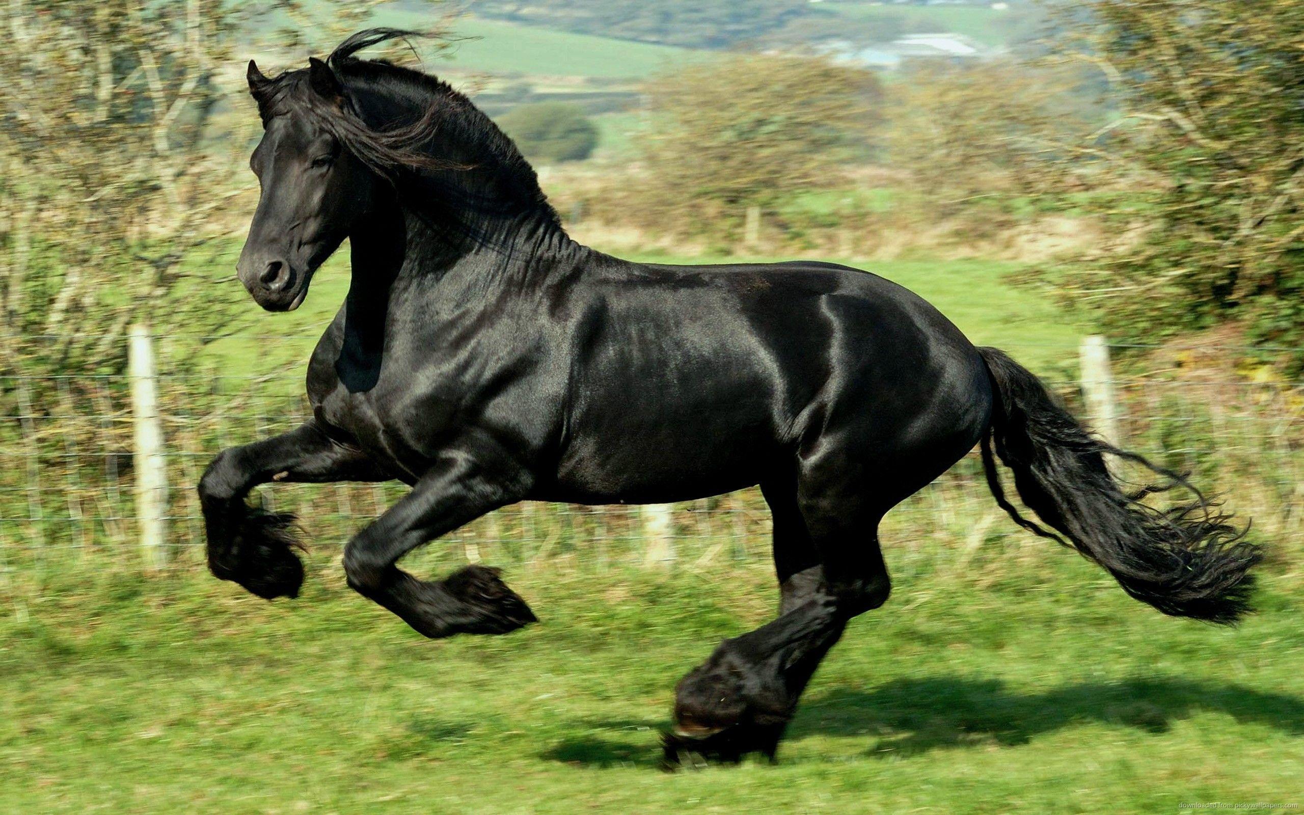 Black Stallion HD Wallpaper