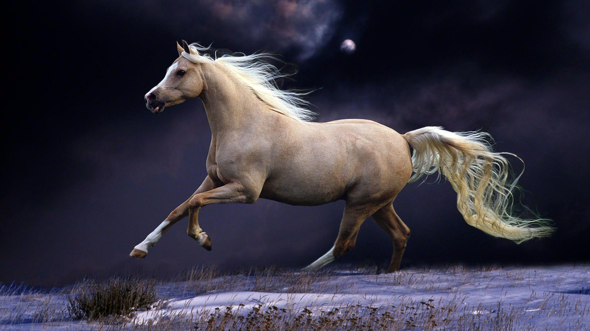Full HD 1080p Horse Wallpaper HD, Desktop Background 1920x1080