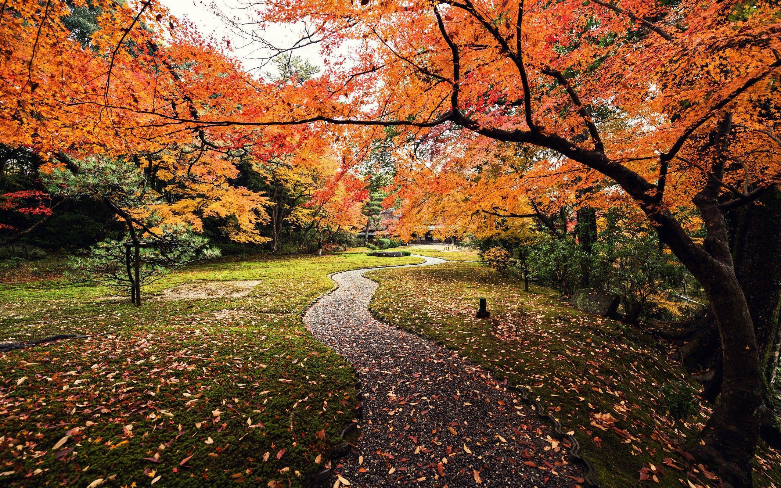 Wallpaper Autumn, Leaves, Yoshikien Garden, Japan, 5K, Nature