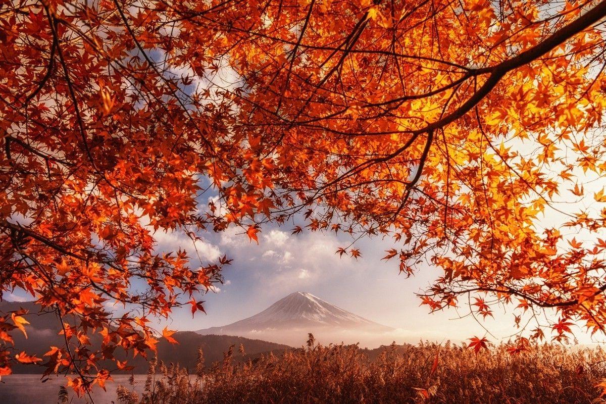 fall, Volcano, Mount Fuji, Japan, Orange, Leaves, Mountain, Mist