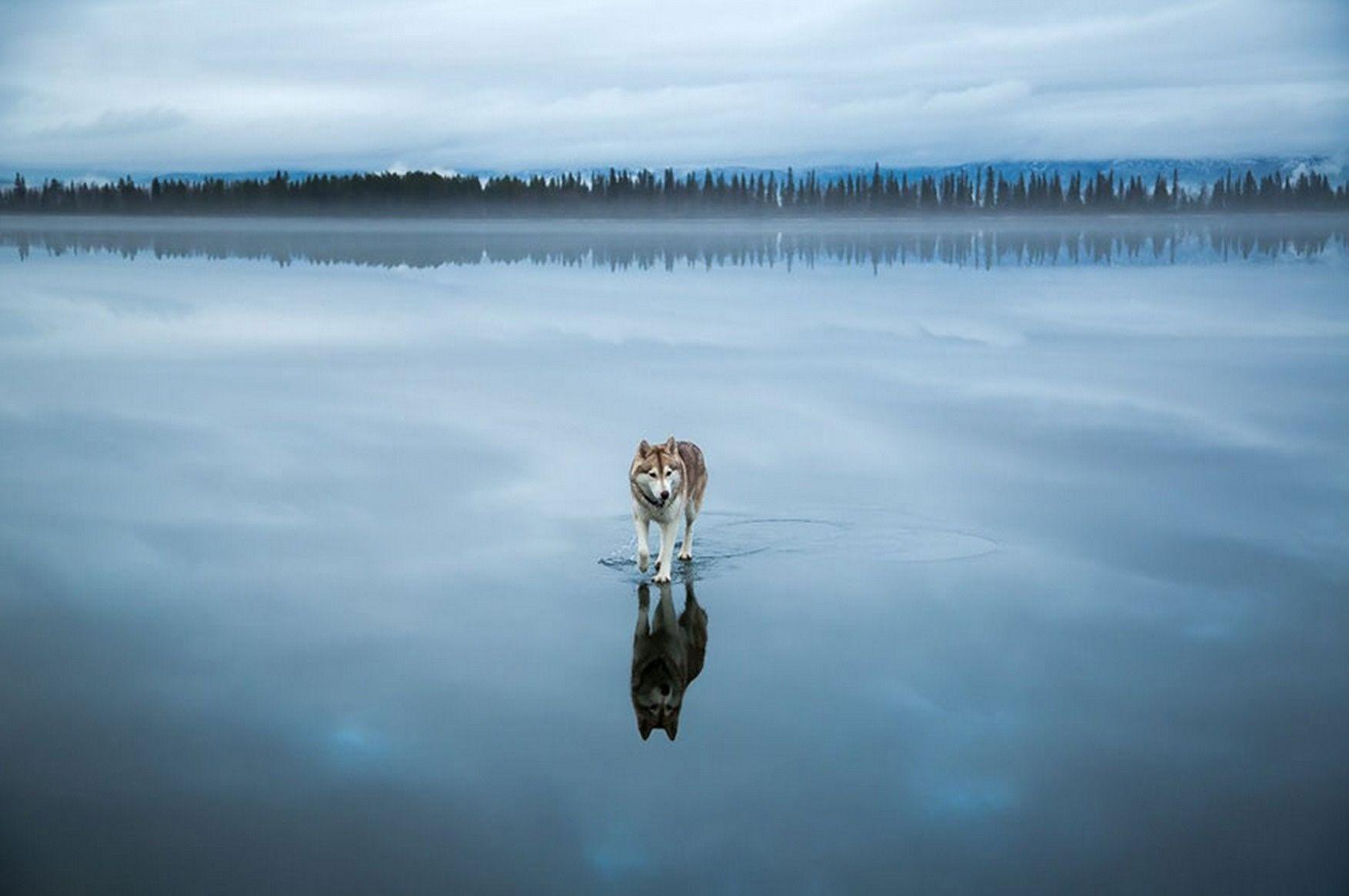 Волк в воде