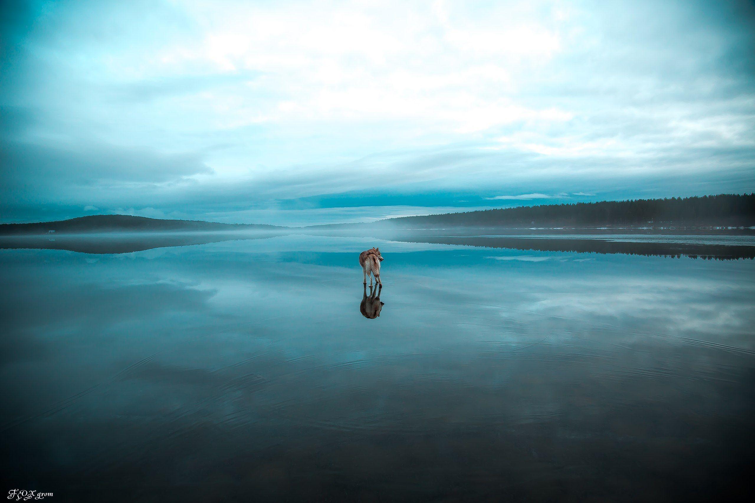 A husky walks on water in Alaska. The image was taken after heavy
