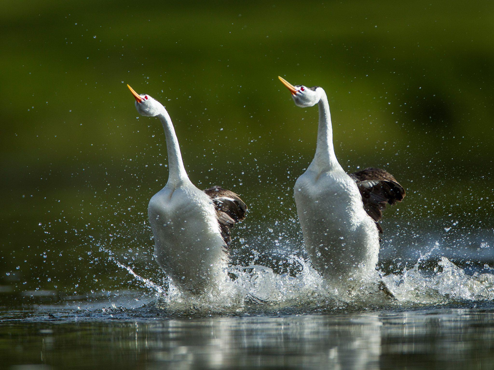 Birds Walk on Water to Impress Mates—Here's How They Do It