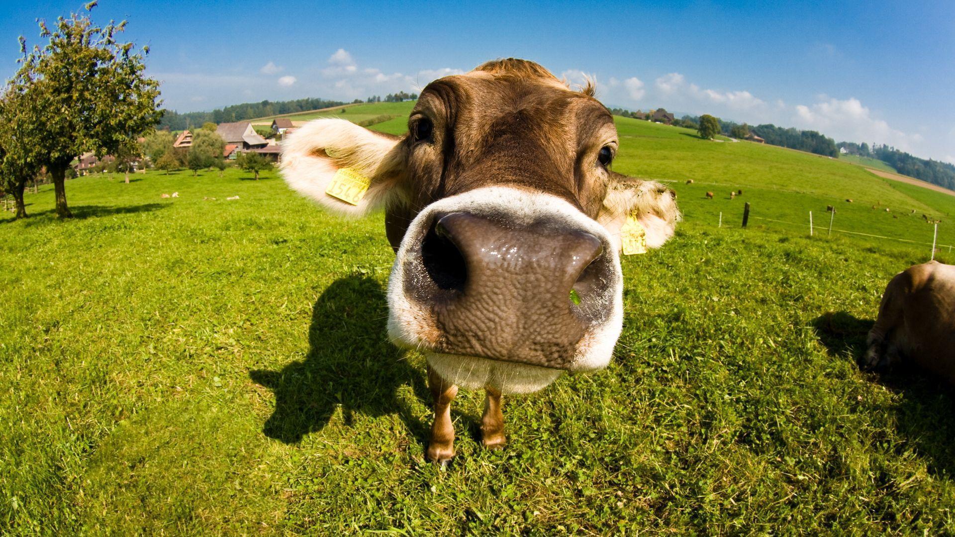 Wallpaper Desktop Background Cow (10). Wallpaper Cows