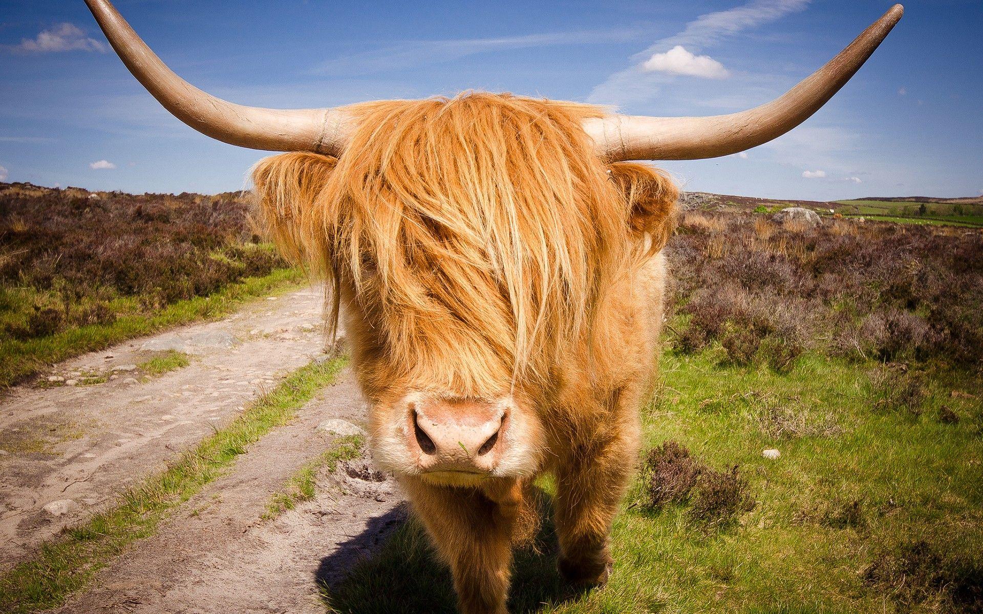 Highland Cattle HD Wallpaper and Background Image