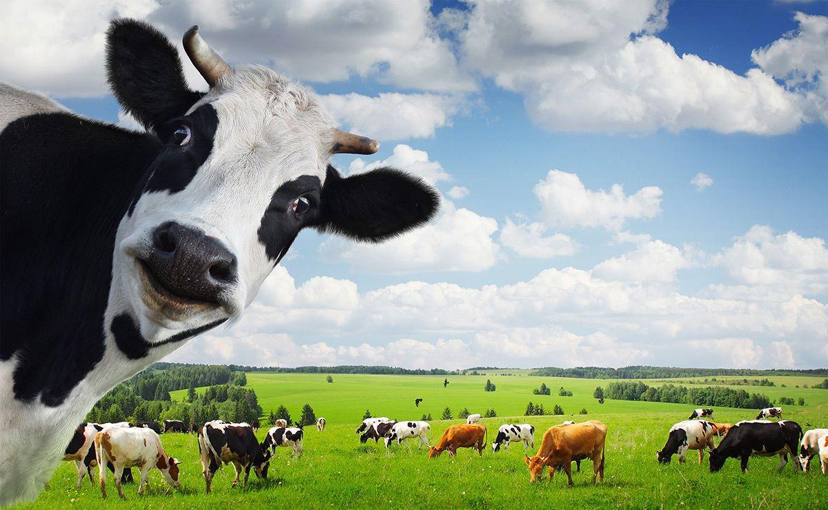 Animal Cow wallpaper (Desktop, Phone, Tablet) Desktop