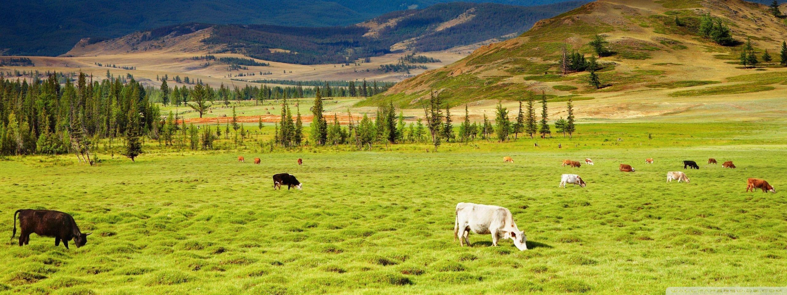 Cattle, Pasture HD desktop wallpaper, High Definition