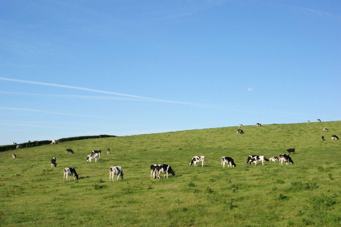 Wallpaper Sea: cattle wallpaper