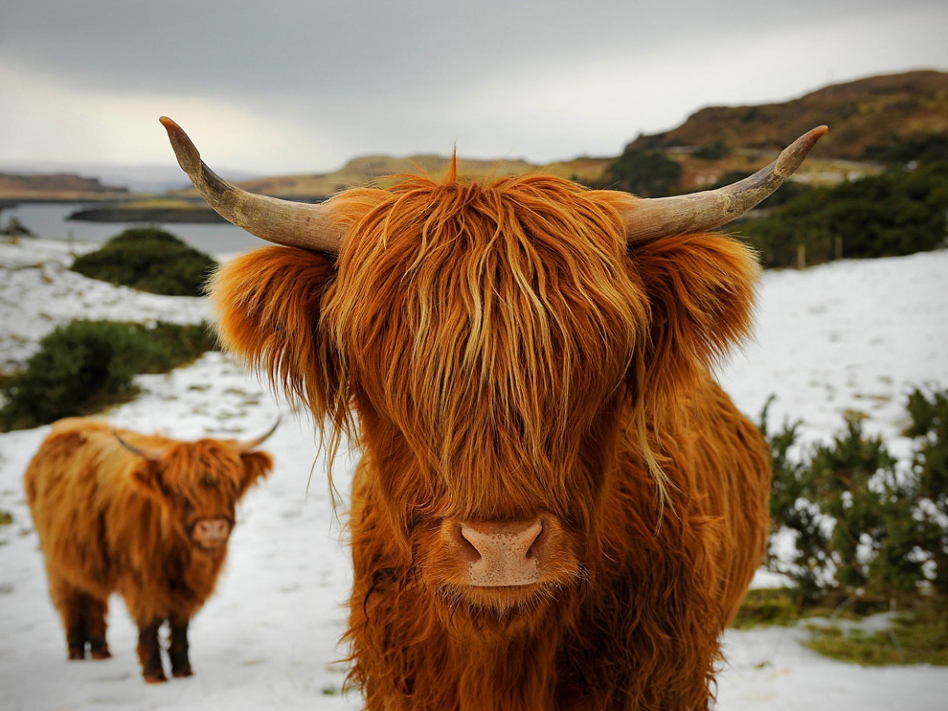 Highland Cattle, Scotland