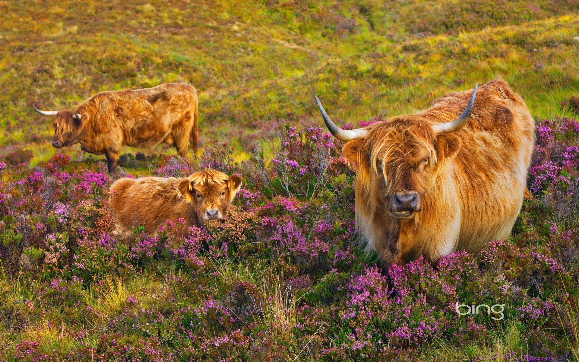 Scottish Highland Cattle Cow Wallpaper HD Free Download
