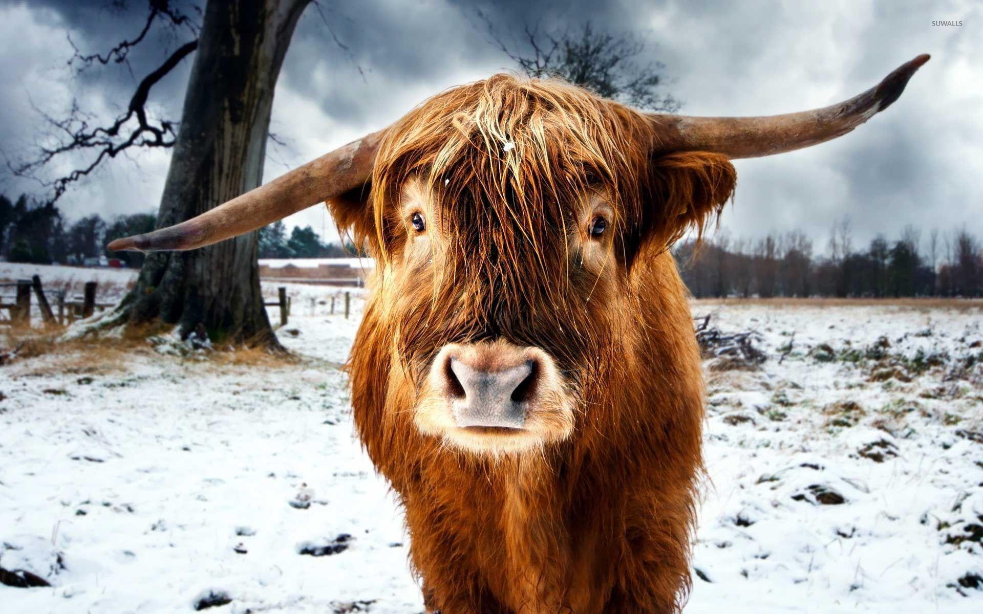 Highland cattle wallpaper wallpaper