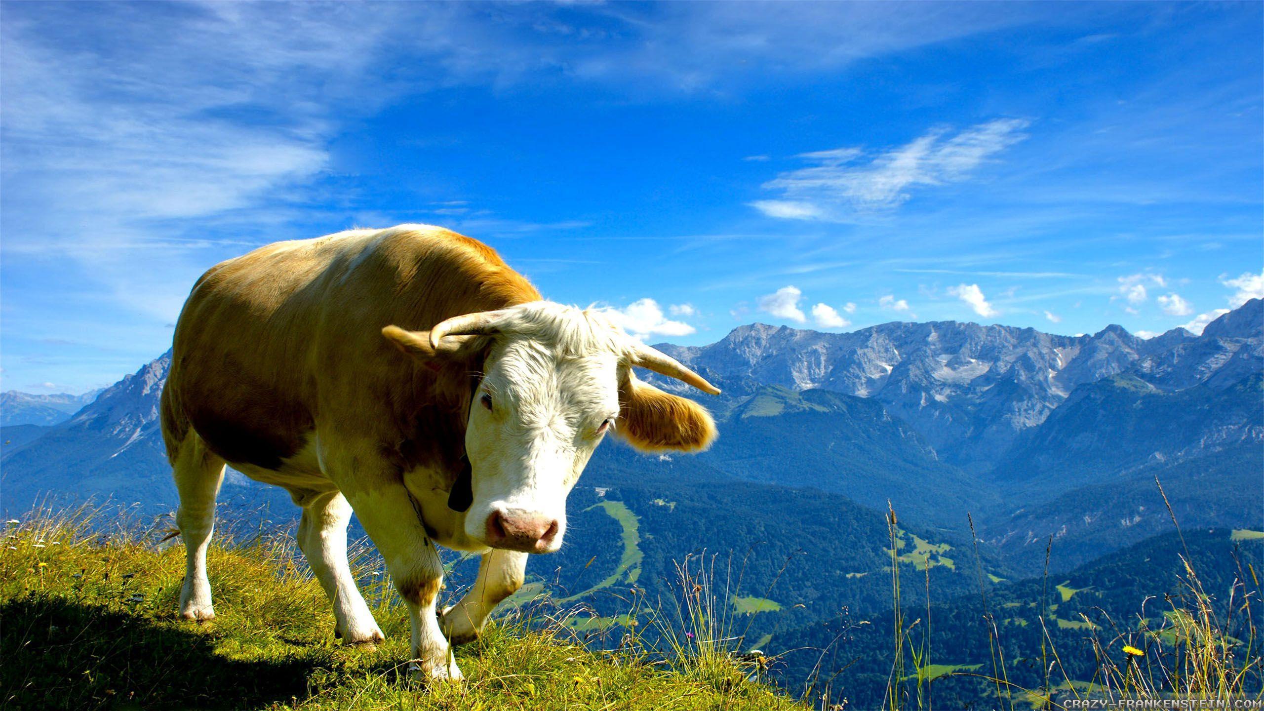 Cow In The Mountains HD Wallpaper. Background Imagex1440