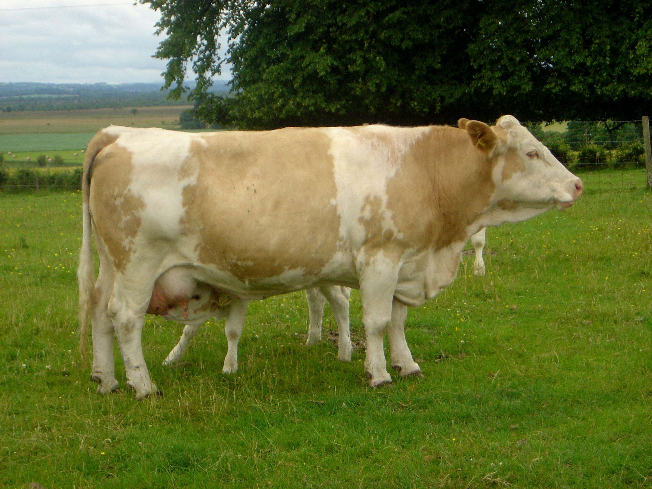 Cow. Free Desktop Wallpaper for Widescreen, HD and Mobile