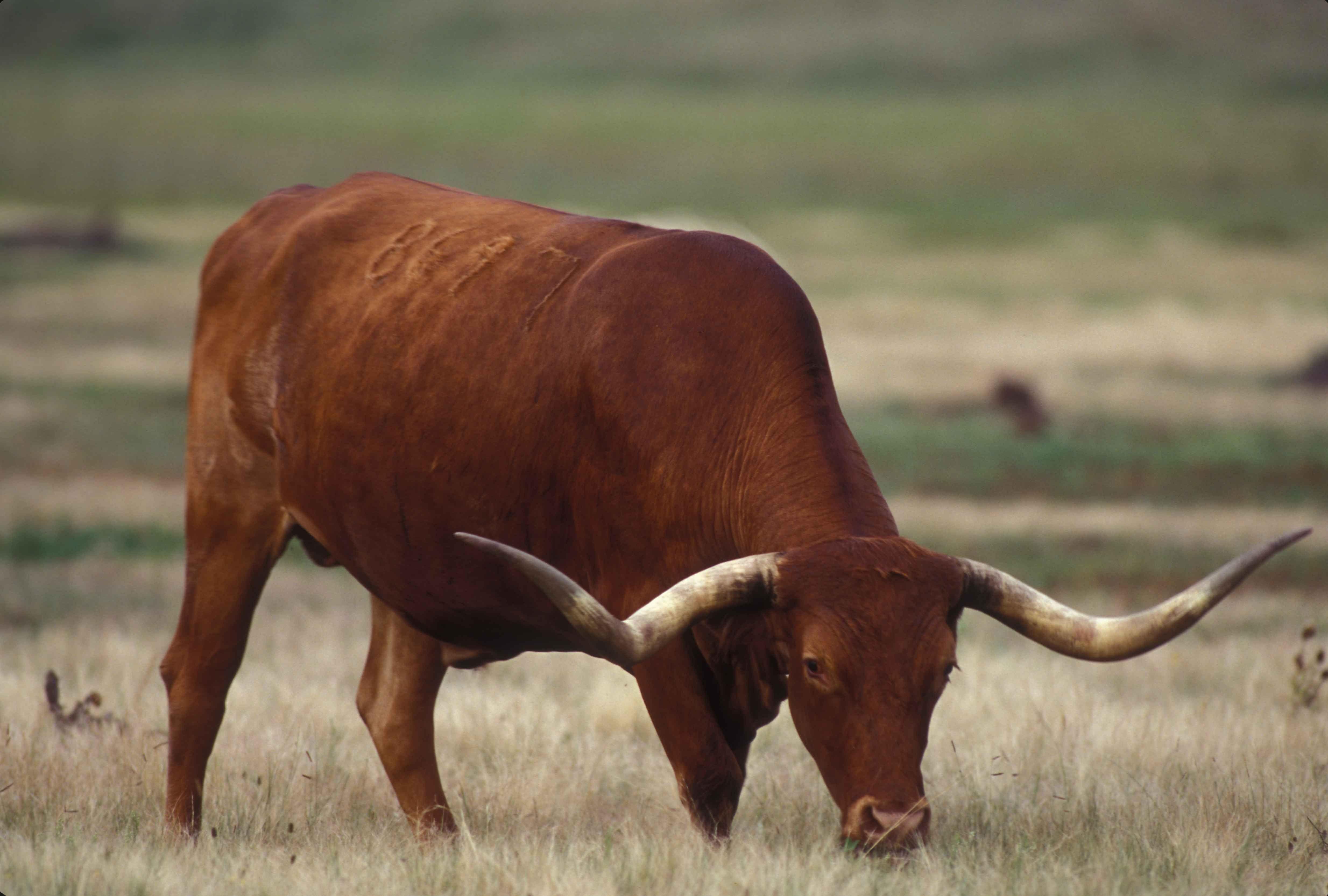 longhorn cattle wallpaper and background