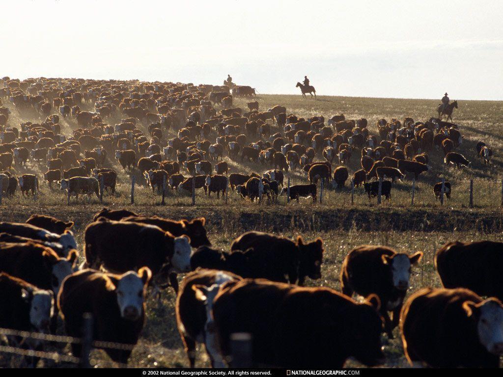 Free Wallpaper Blog: cattle background