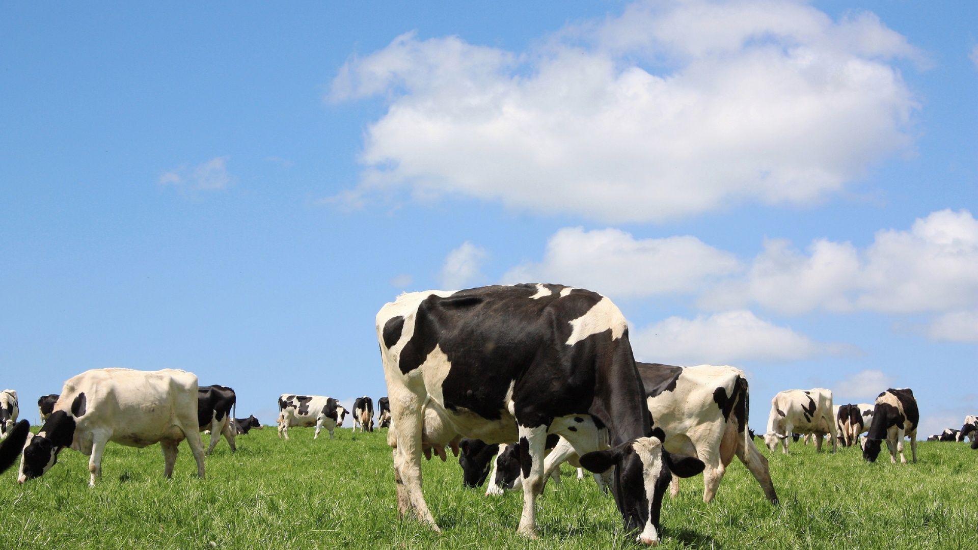 Holstein Cow Wallpaper Image