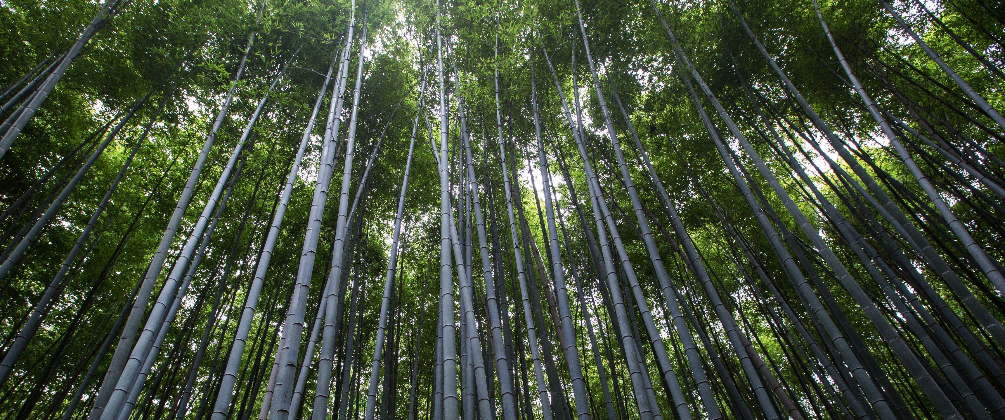 Forest of Bamboo 21:9 Wallpaper. Ultrawide Monitor 21:9 Wallpaper