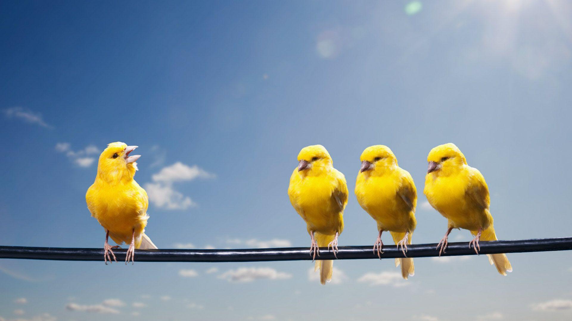 Download Fat Yellow Canary Bird Wallpaper  Wallpaperscom