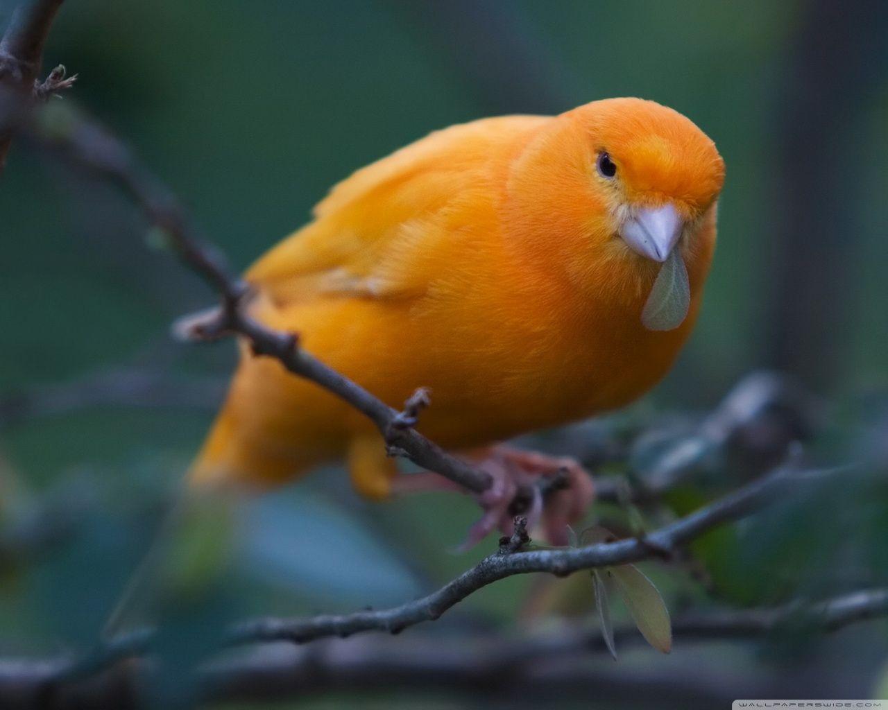 Canary HD desktop wallpaper, High Definition, Fullscreen