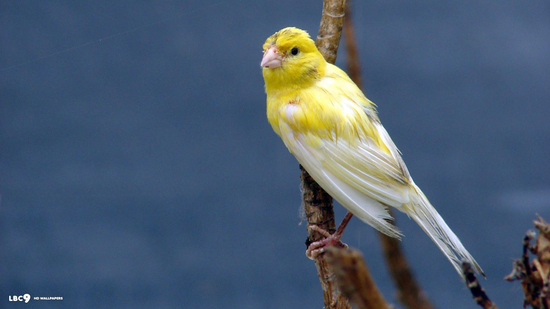 Fantasy Portrait of a 15 Foot Tall Canary Bird Flying over a Forest ·  Creative Fabrica