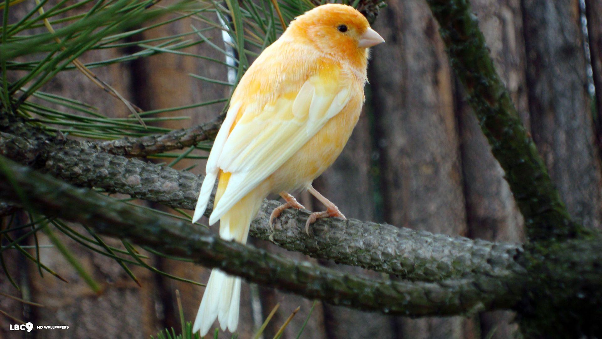 Canary Wallpaper 2 20. Birds HD Background
