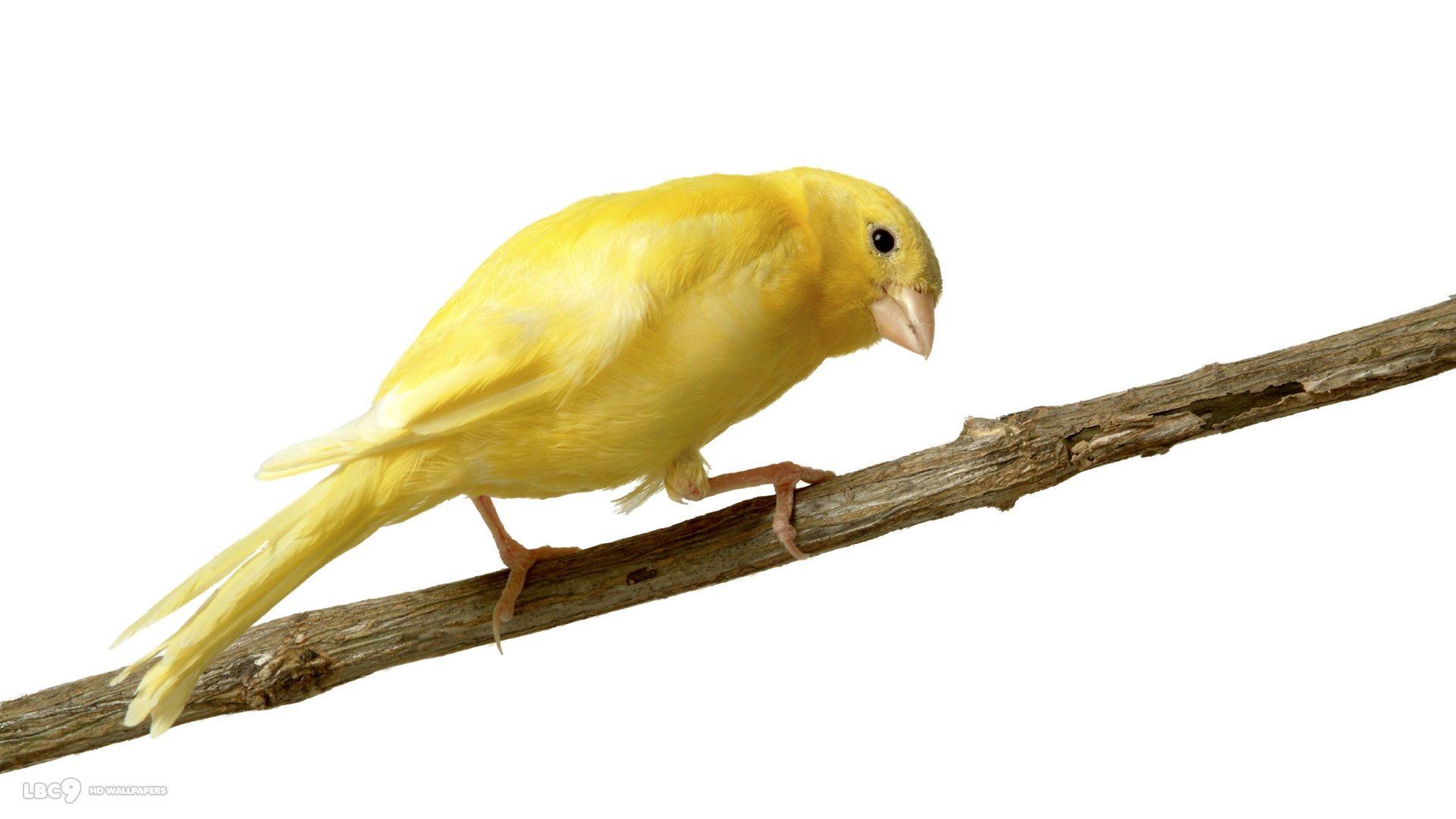 canary | Uccelli dipinti, Uccelli selvatici, Animali carini