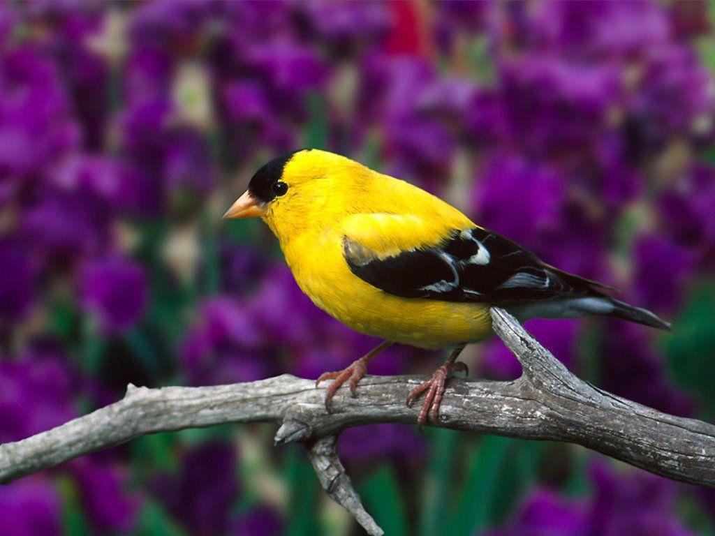 100 Free Canary Bird  Canary Images  Pixabay