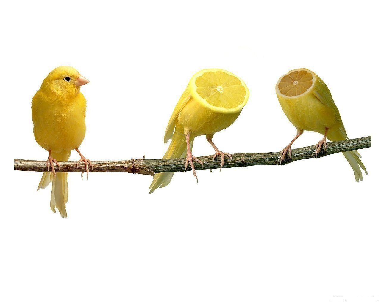 canary lemon branch weird HD wallpaper