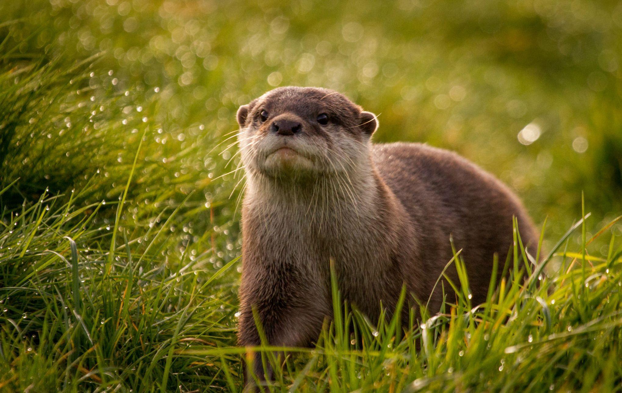 Otters Full HD Wallpaper and Backgroundx2448