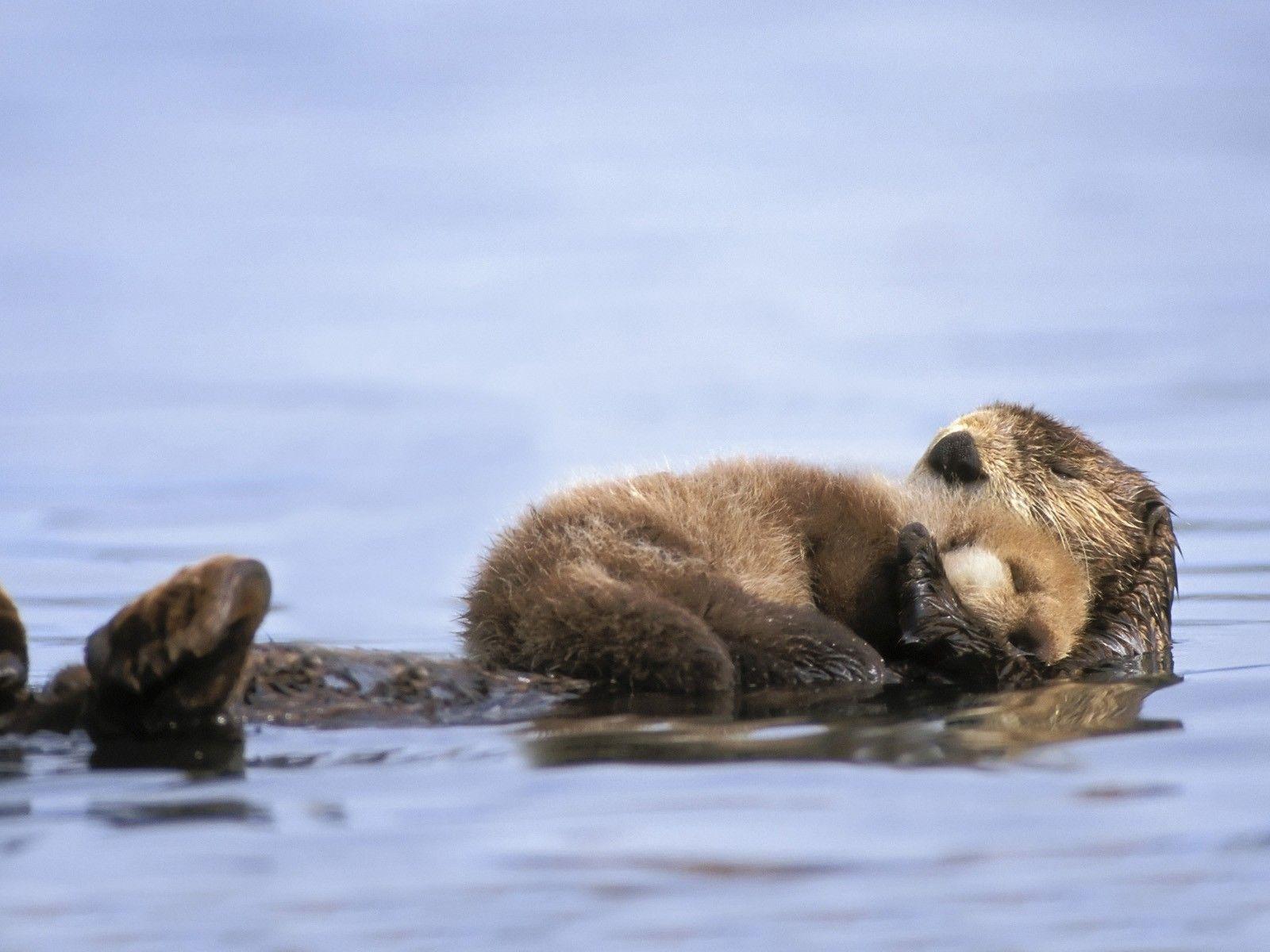Animals Alaska Otters Gulf Baby Sea Allin Otter Wallpaper Desktop