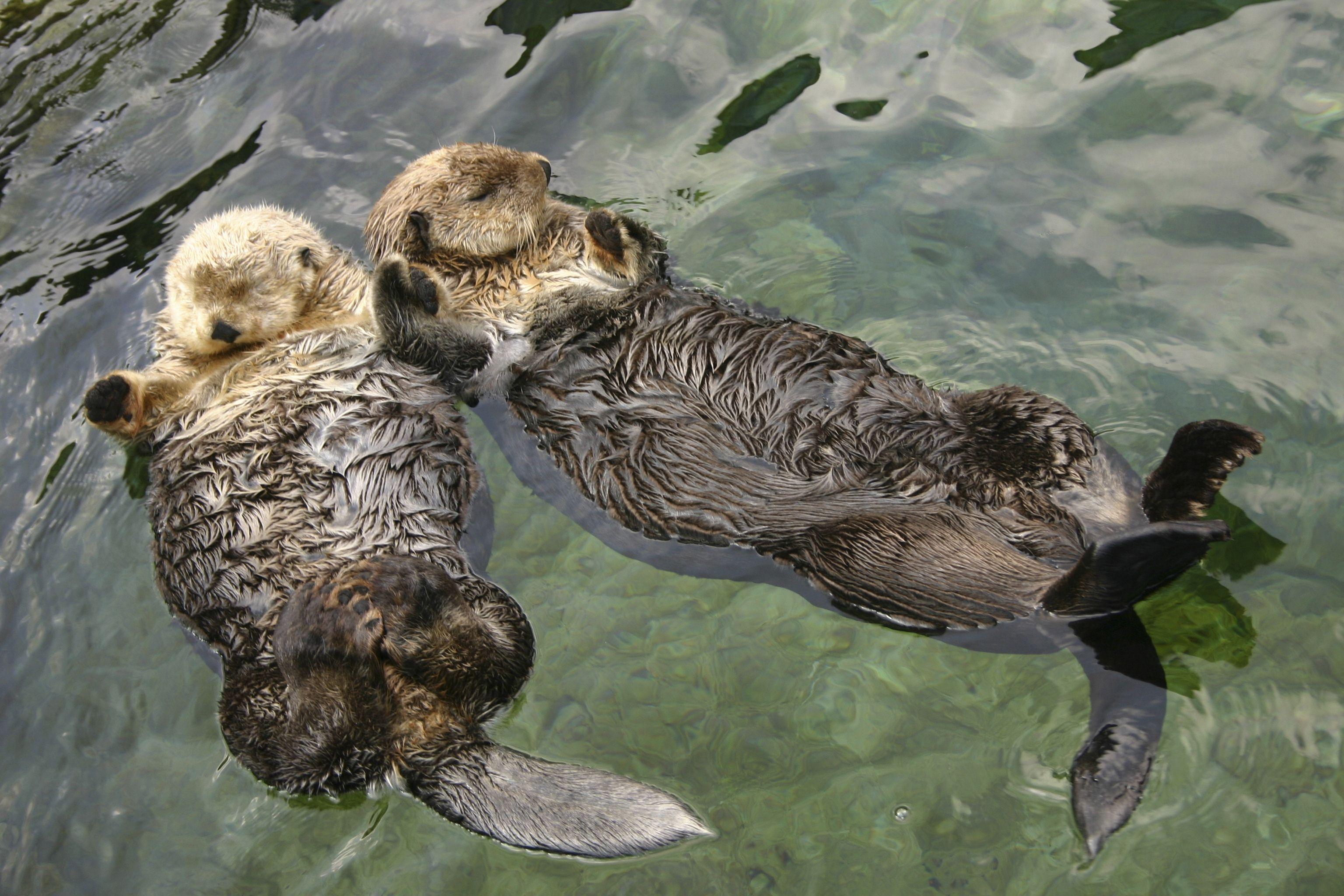 National Aquarium. It's Sea Otter Awareness Week!