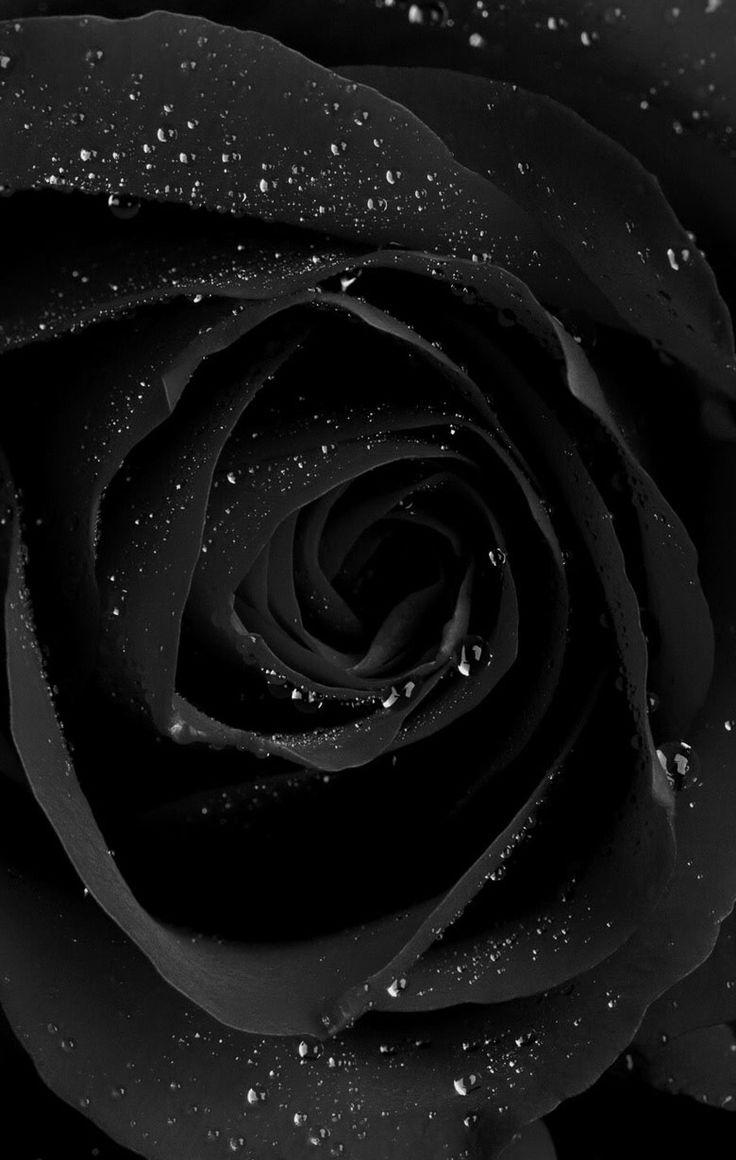 Black roses wallpaper ideas