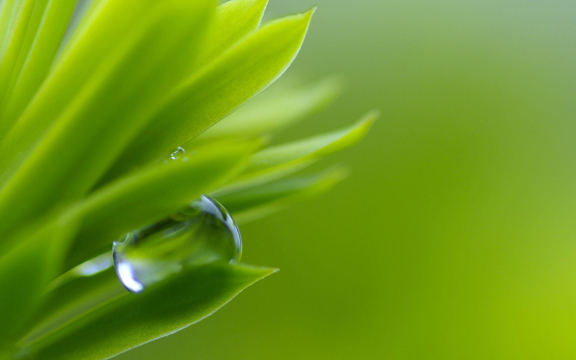 Nature Background In High Quality: Water Drop HD