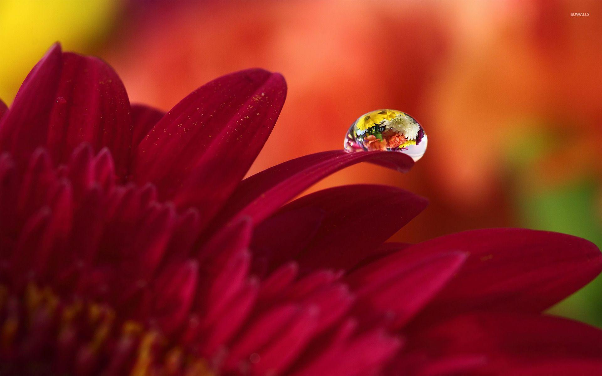 Water drop on red gerbera wallpaper wallpaper