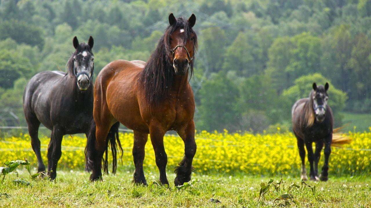 who-s-right-evidence-based-veterinary-medicine-ebvm-vs-holistic