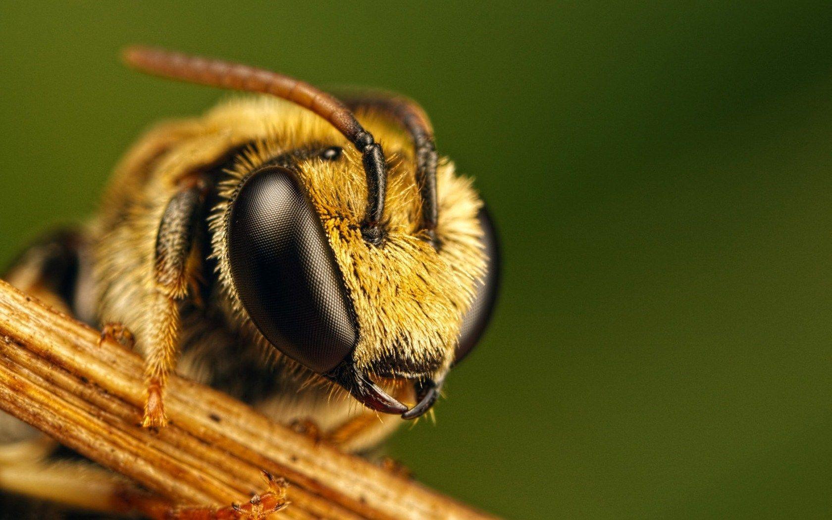 Bee Close Up Wallpaperx1050