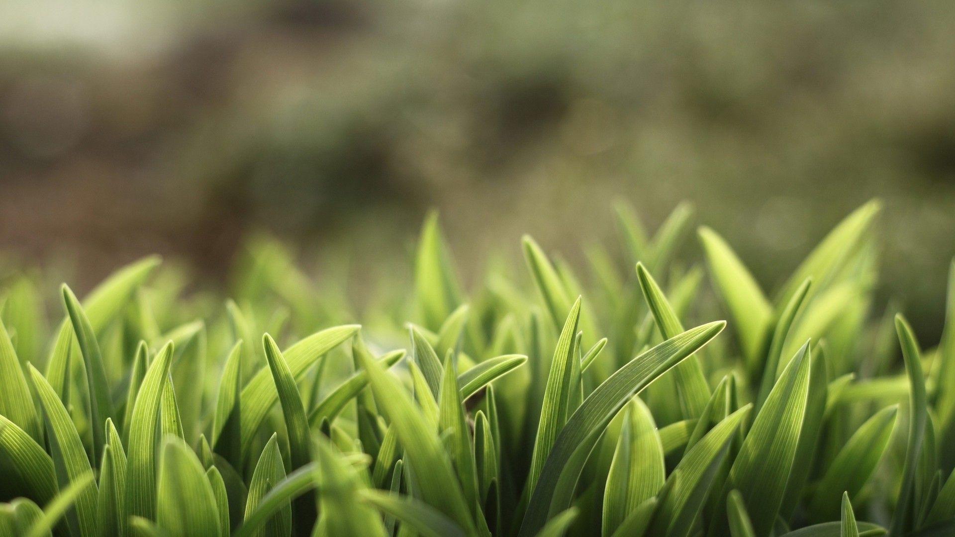 Close Up Wallpaper HD HD wallpaper